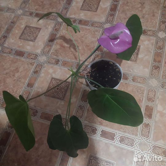 Комнатные цветы антуриум