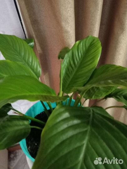 Спатифиллум