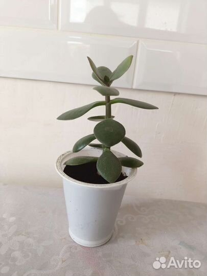 Толстянка (денежное дерево) маленькое