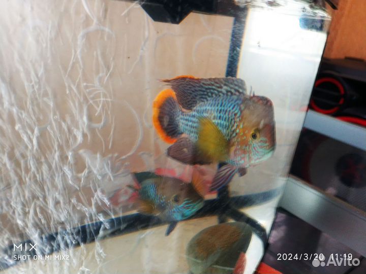 Акара бирюзовая