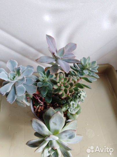 Суккуленты