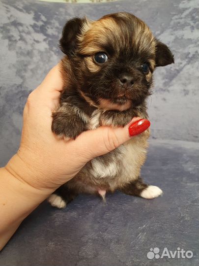 Чихуахуа крошки на ладошке)