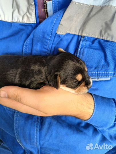 Щенки иорка