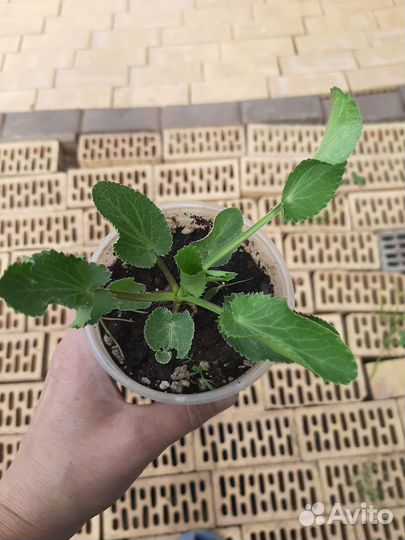 Синеголовник