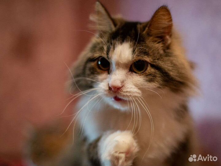 Кошка стерилизована пушистая трехцветная