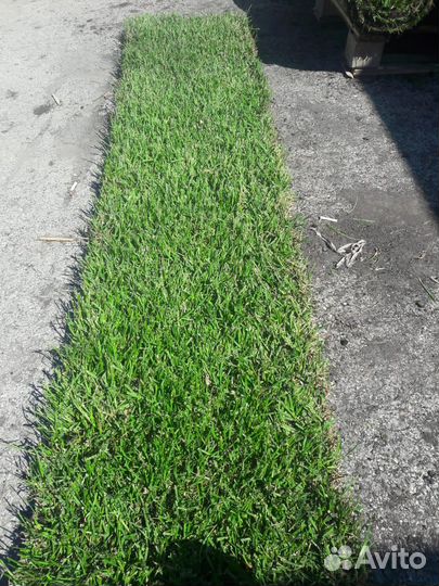 Рулонный газон с доставкой