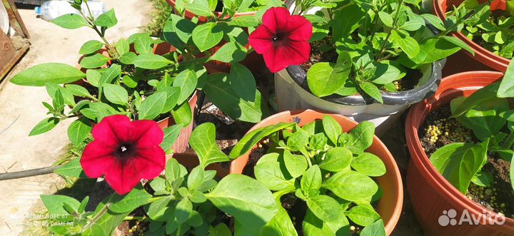 Астры и петунии из Голландии