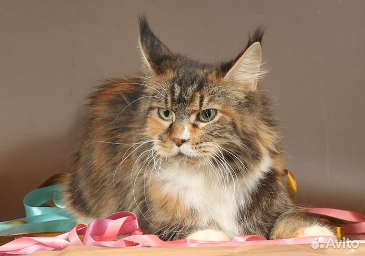 Повязанные кошки мейн-кун