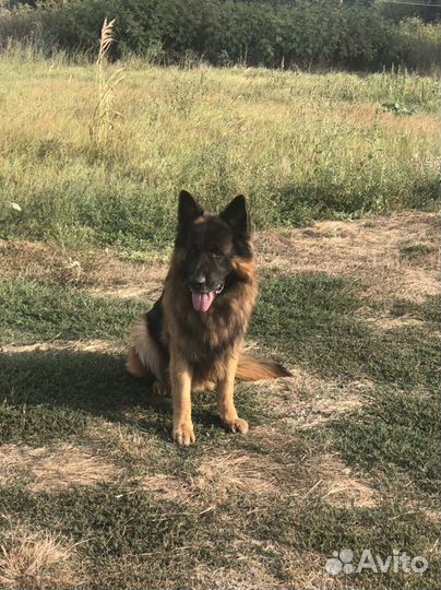 Немецкая овчарка вязка