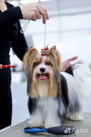 Вязка собак Бивер