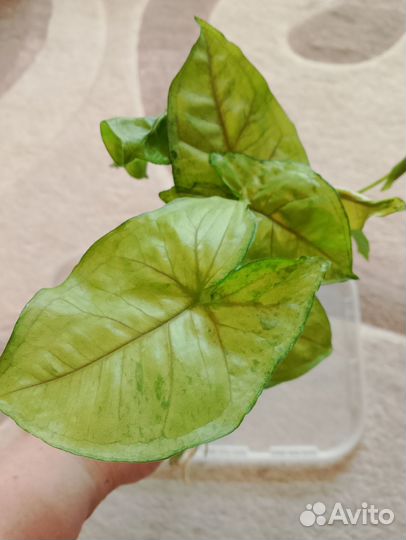 Сингониум 6