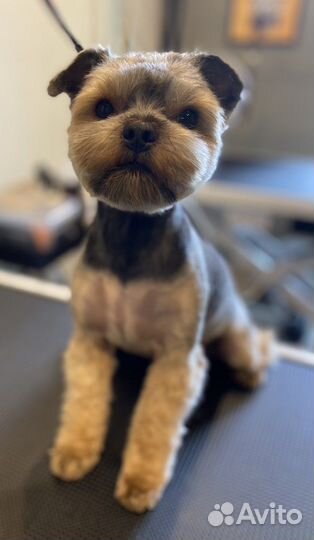 Услуги грумера