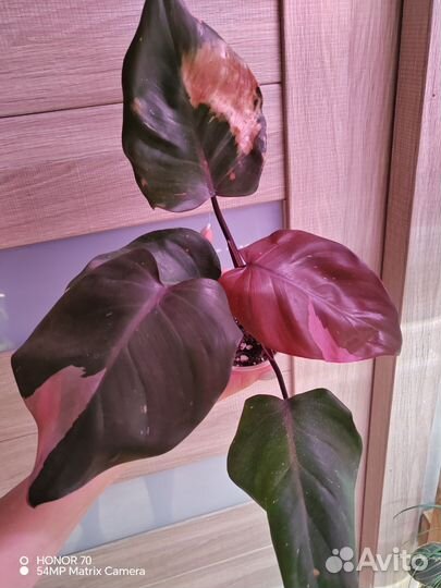 Филодендрон розовая принцесса