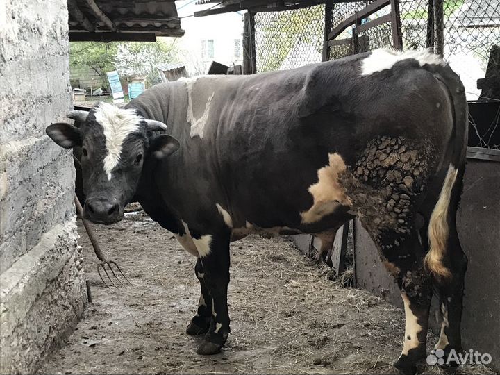 Коровы и быки