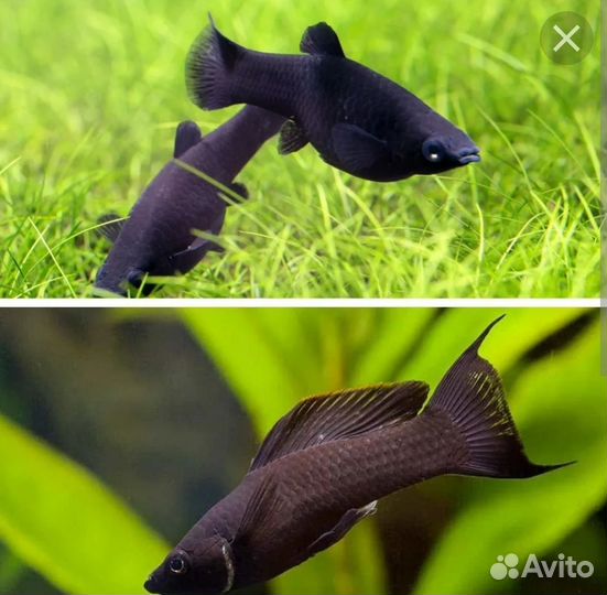 Сомы-анциструс, коралл, моллинезии, кокосовый грот