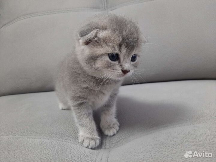 Шотландские вислоухие котята