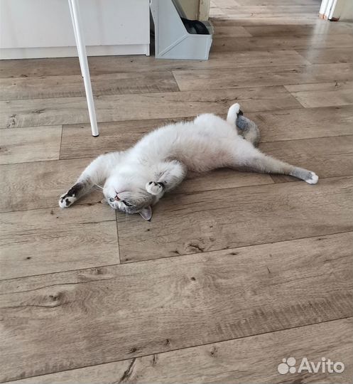 Кот на вязку