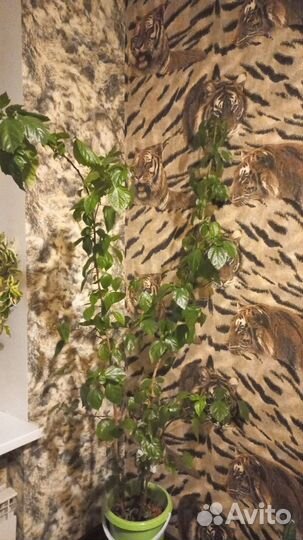 Гибискус китайская роза