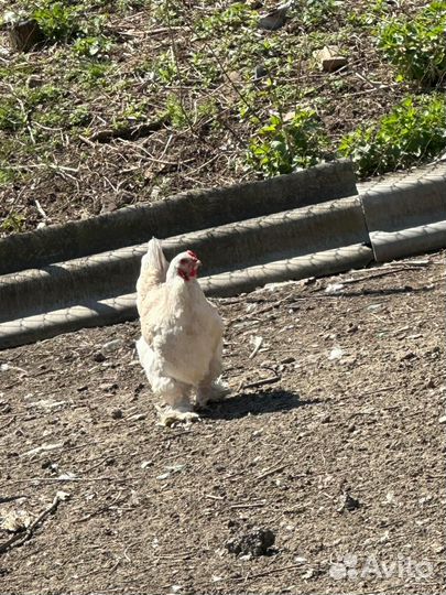 Инкубационное яйцо кур брама