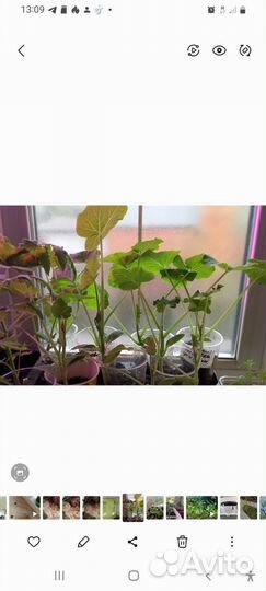 Рассада декоративной тыквы