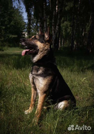 Приходи на прогулку