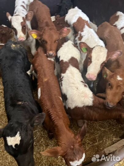 Здоровые телята бычки с доставкой до дома