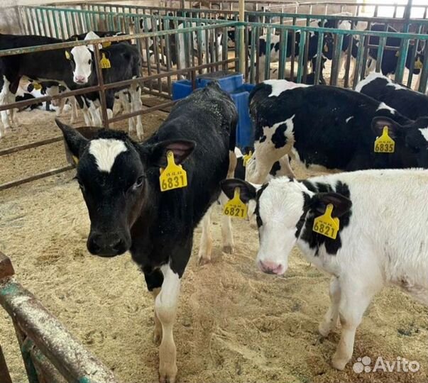 Ч Телята бычки