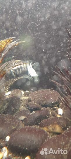 Аквариум 135 л