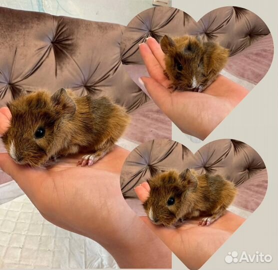 Морская свинка в добрые руки