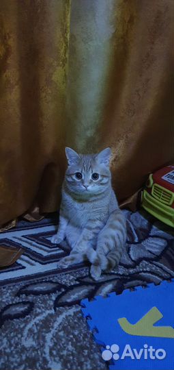 Отдам в добрые руки