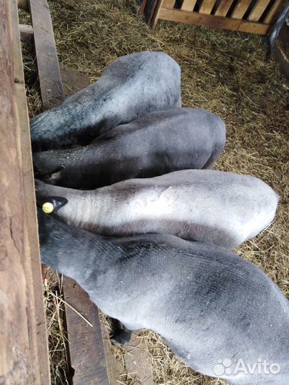 Продам баранов