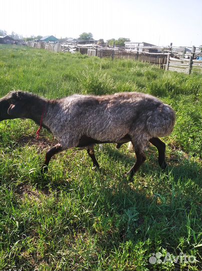 Овцы бараны