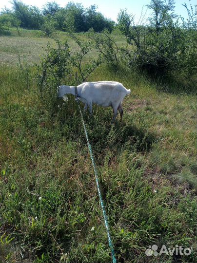 Коза молочная дойная