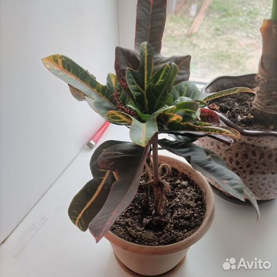 Живые цветы в горшках большие+доставка