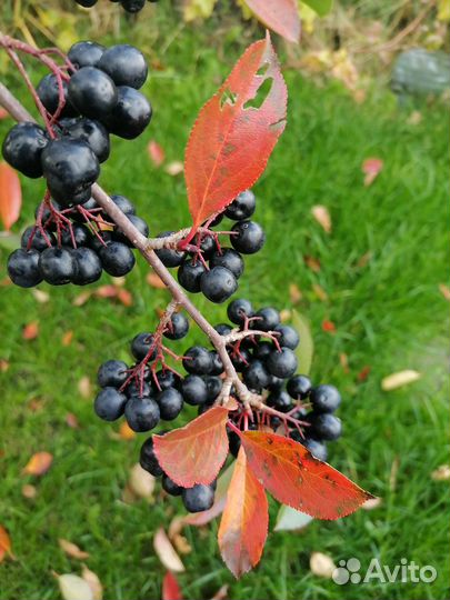 Черноплодная рябина ягоды