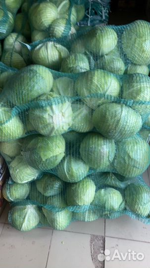 Капуста сорт 