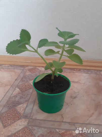 Мята комнатная