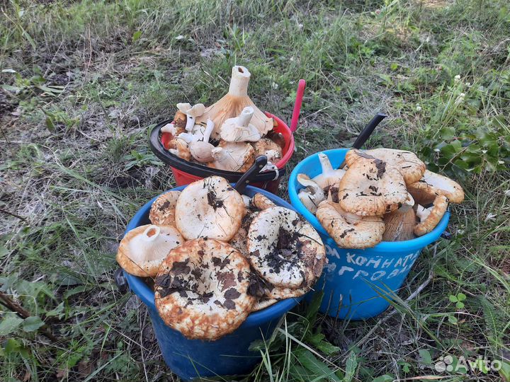 Грузди свежие