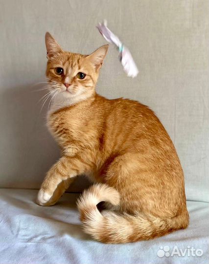 Кошка в дар