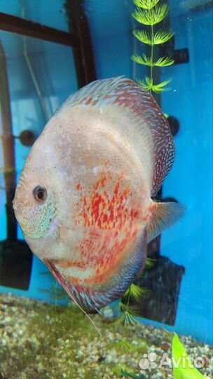 Дискусы 18см