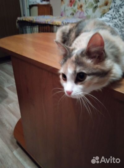 Кошка