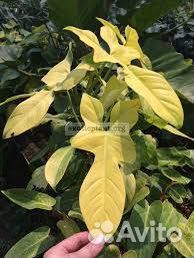 Philodendron