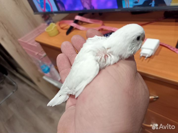 Волнистый попугай