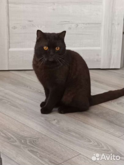 Котята британец шотландцы