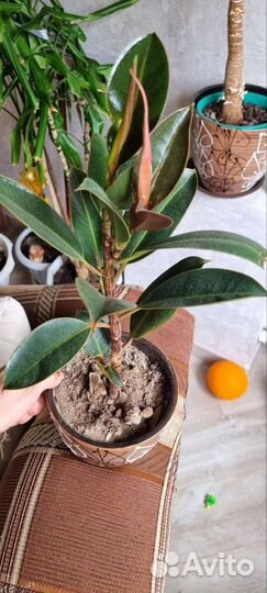 Комнатные цветы