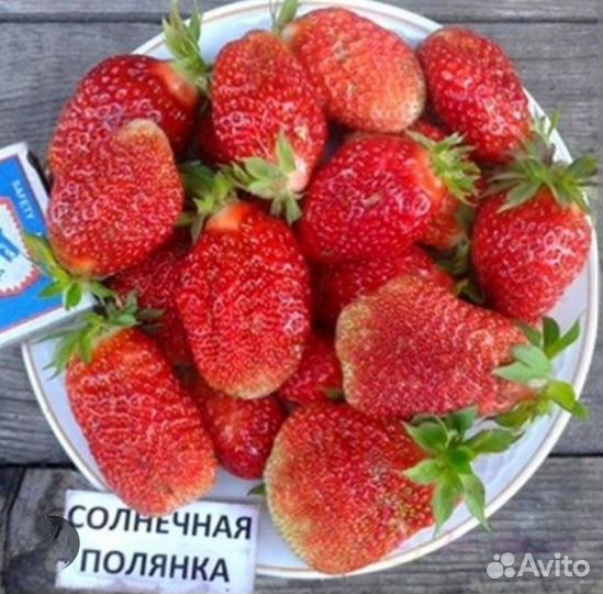 Клубника Солнечная полянка, рассада
