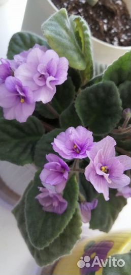 Фиалки (листочки)