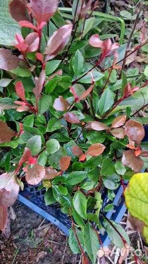 Фотиния 4 сорта