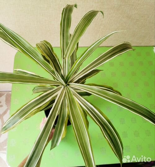 Драцена биколор