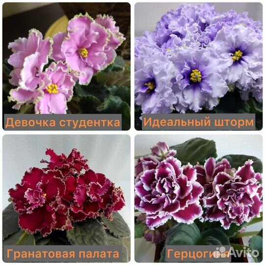 Сортовые фиалки